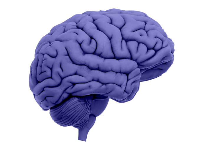 Hypothalamus shown in brain